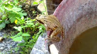 Спасение Его Лягушества из ведра и от растаптывания - Rescuing His Frogesty from bucket and stomping