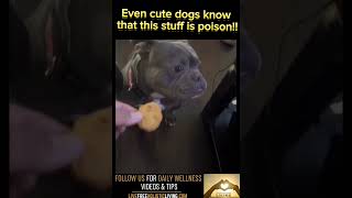 Cute dog refuses to eat a chicken nugget!!!