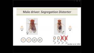 Sandler Lecture 2021: Why are chromosomes so different? Genetic conflicts and genome evolution