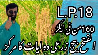 Hybrid Rice High yield|L.P.18| Rice Farming Production of hybrid 🌾#Rice #hybridrice #lp18