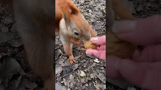 Two Red Squirrels and Walnuts 😂❤️🐿️ Чип и Дейл Убежали с Орехами #funnysquirrels #funnyanimals