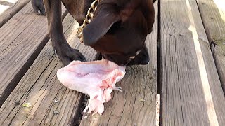 PITBULL VS TURKEY WING (ASMR)