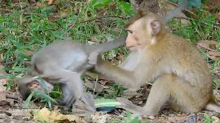 Amara & Emma Fighting With Pigtail's Baby, Looking So Happy Baby, Daily Monkeys Man#1180