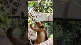 Saw this tree kangaroo. Looks like it was doing the air guitar when it was  having a good scratch 😄