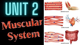 Muscular System