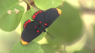 Rare Pixie Butterflies, Rio Grande Valley Home to over 315 Species