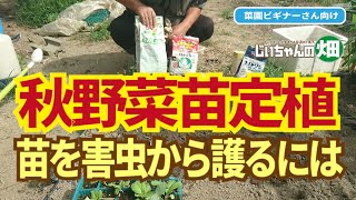 秋野菜定植時にこれやらないと失敗するかも。地中の害虫、地表の害虫対策9/22