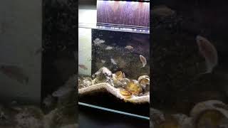 Lamprologus multifasciatus 1 year update.