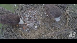 03 30 24 Bartlesville eaglet tumbles