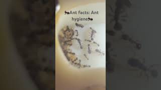 Ant facts: Ant hygiene