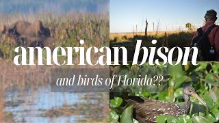 Barely a Bison Spotting | Paynes Prairie - About the Park | Places to Camp | Florida