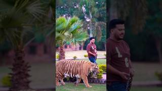 Dangerous Bengal Tiger Walks In Chain | Nouman Hassan |