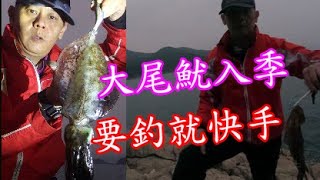 【香港釣魚】《大尾魷入季~要釣就快手》