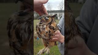 Great Horned Owl Release