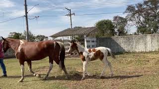 Esmeralda Agrofal,potra mangalarga marchador marcha picada a venda