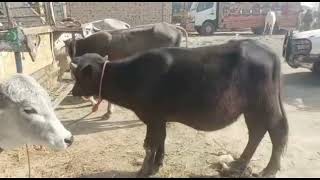 best Disi cow video from cattle market in my village