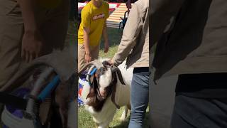 Kambing boer fullblood yang mantap