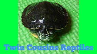 Twin cousins reptiles slideshow commercial version