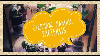 Комнатные растения. Дооборудовала стеллаж. Какие лампы повесила. Освещение для растений.