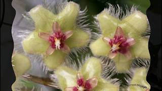 A Visit with Hoya soidaoensis