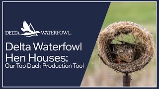 Delta Waterfowl Hen Houses: Our Top Duck Production Tool