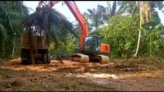 Excavator hitachi ZX200-5G loading cipingan pokok kelapa sawit