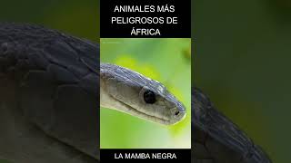 La Mamba Negra, uno de los animales más peligrosos de África