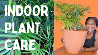 Indoor Plant Care, Majesty Palm Care, Easily bring your indoor palm plant back to life