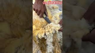 Sheep cutting k lea rabta kren #Sheepcutting#sheepfarming