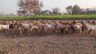 Makhi Cheeni Goats of Bahawalnagar Goat Farm