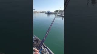 Catching small dock monsters with jigging spoons