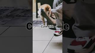 New Ride of Kitten // Daddy's Joggers #viral #viralvideos #viralshort #viralvideo