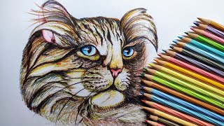 Cat drawing