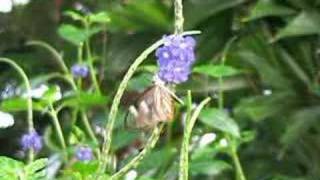 Mariposas transparentes