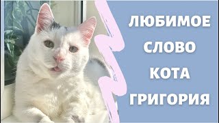 Любимое слово кота Григория / Favorite word of the cat Gregory