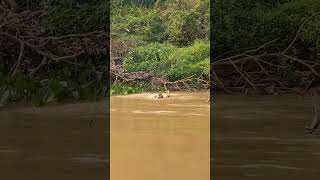 panther killed a crocodile in the deep water #panther