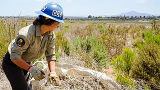 Improving Native Habitat Along San Diego Bay