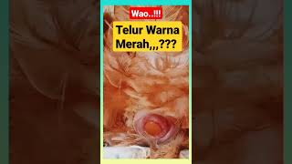 Waoo!! Warna Telor kok Merah???#shorts #trending #viral #yoitubeshorts #youtube