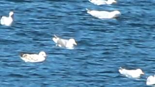 Yellow-legged Gull. Shewalton,Irvine,Scotland 27 may 2012.MOV