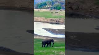 Elephant # valparai #trending # @santhakumarpollachi7511  Aliyar Dam