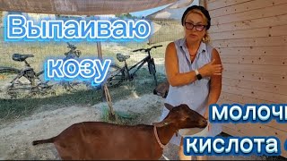 Коза съела целлофан | выпаиваю козу молочной кислотой часть 2