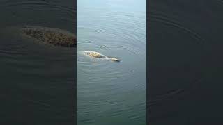 Fur-seal pier Killybegs, Ireland 🇮🇪 #travel #ocean #seal #nature