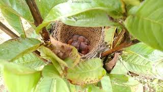 Baby Birds Sleeping In Nest Video Clip/Power Lines