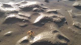 Crab goes hiding in the Sand