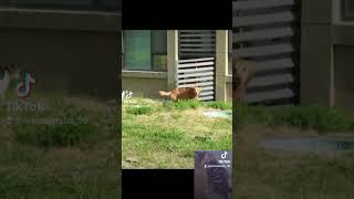 gatito juega con un perrito #feedshorts #cat #pets #funny