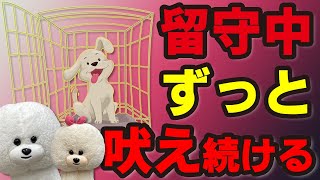 【犬のしつけ】留守番中ずっと吠えている【悩み相談ライブ切り抜き】