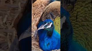 Bandook #sbyshorts #peacock #shortvideo