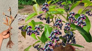 Unique Technique : Grafting Java plum With Banana Gets Amazing Fruit