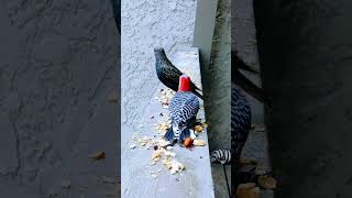 Red Breasted WP tells Starling "KNOCK ME OVER WITH A FEATHER!"