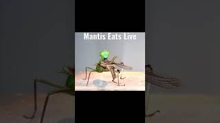 Praying Mantis Feeds on a Grasshopper Live #shorts #tiktok #insect #fyp